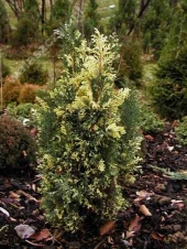 Chamaecyparis lawsoniana 'Ellwood’s White' 